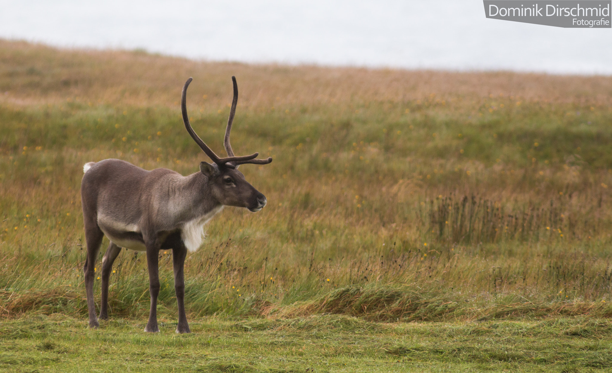 Canon EOS 70D + Canon EF 300mm F4L IS USM sample photo. Reindeer photography
