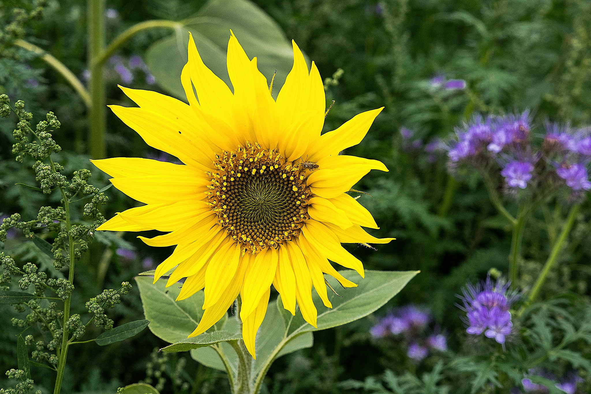 Panasonic Lumix G X Vario 12-35mm F2.8 ASPH Power OIS sample photo. Sunflower photography