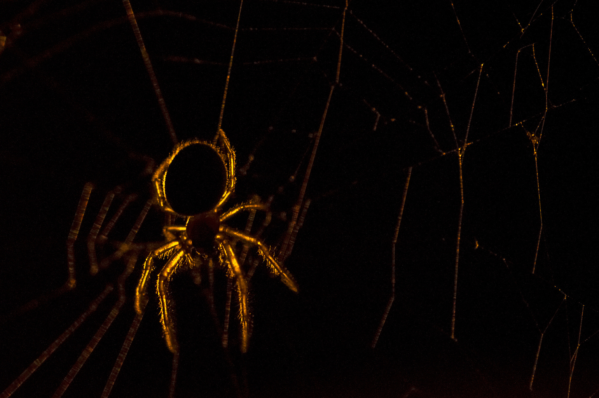 Nikon AF-S Micro-Nikkor 105mm F2.8G IF-ED VR sample photo. Old hallow spider photography
