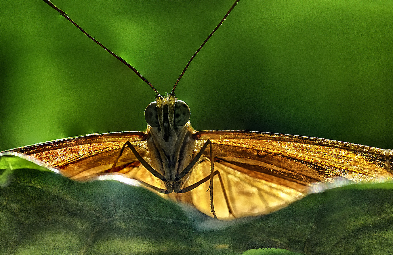 Sigma 105mm F2.8 EX DG OS HSM sample photo. Watching photography