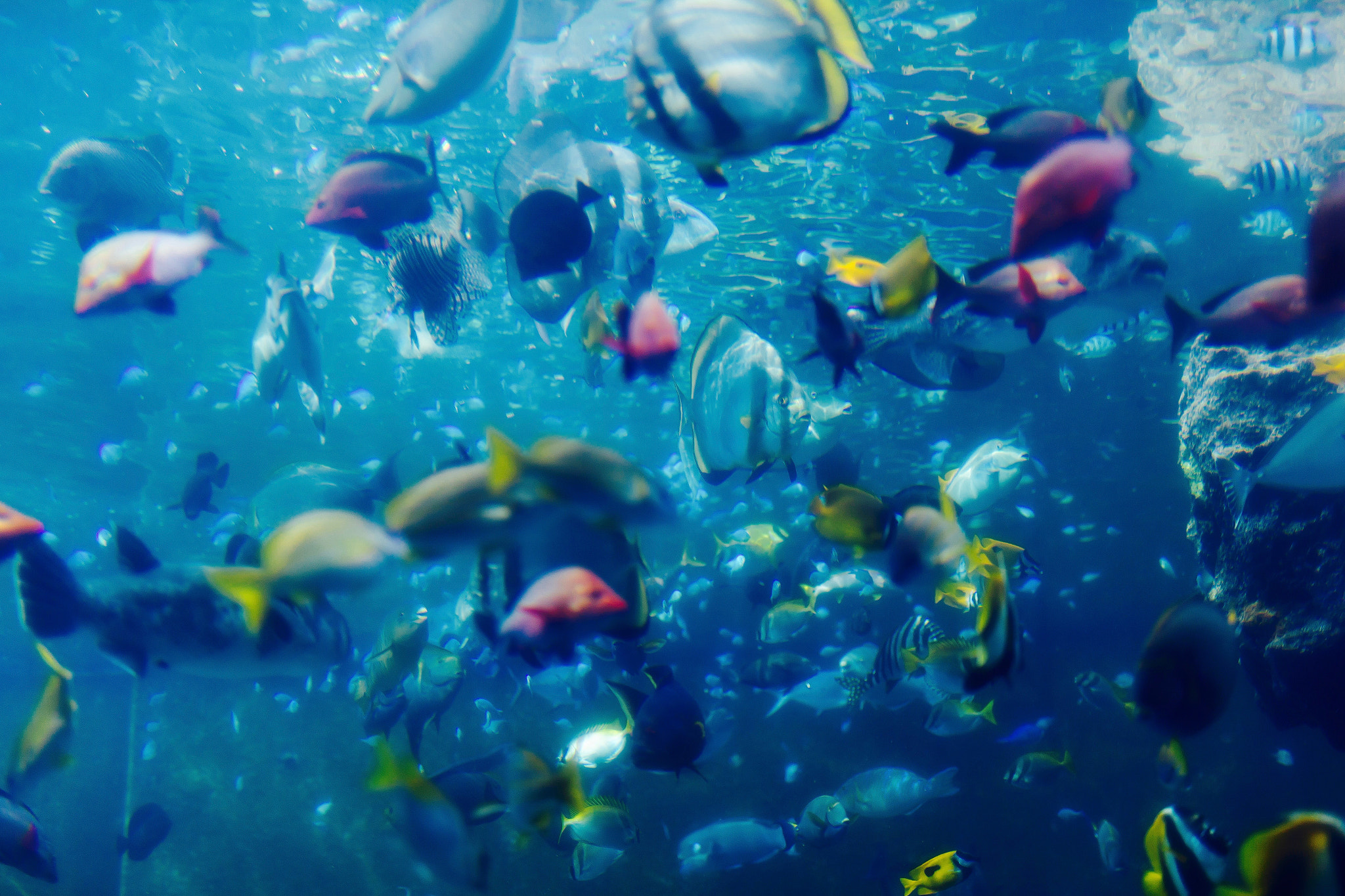 Sigma 50mm F1.4 EX DG HSM sample photo. Under the sea photography