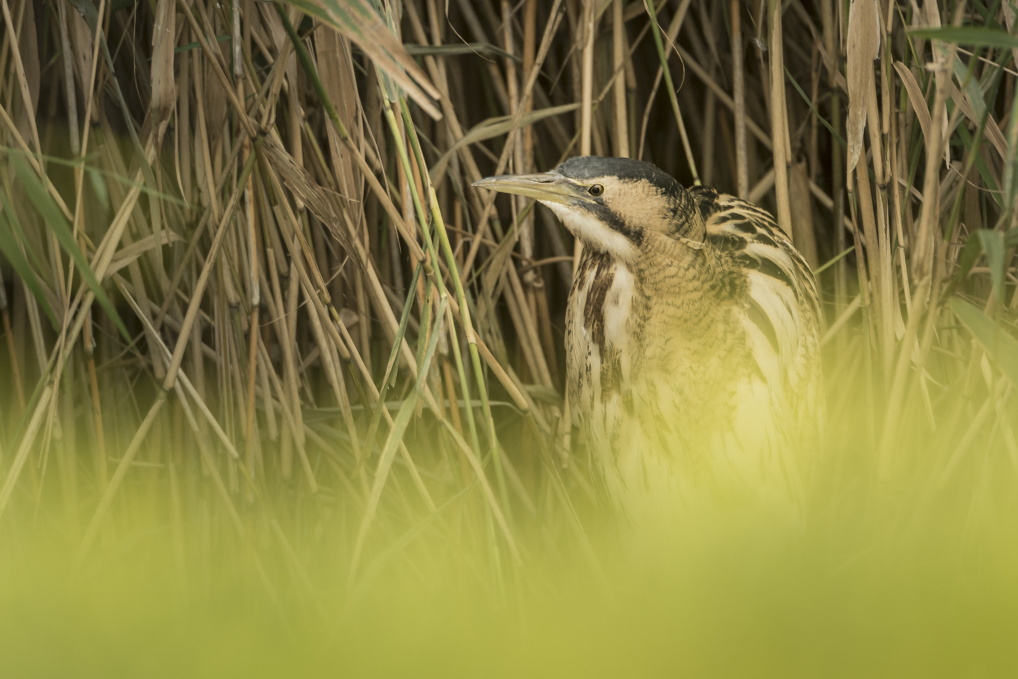 Nikon D750 + Nikon AF-S Nikkor 500mm F4G ED VR sample photo. Great bittern photography