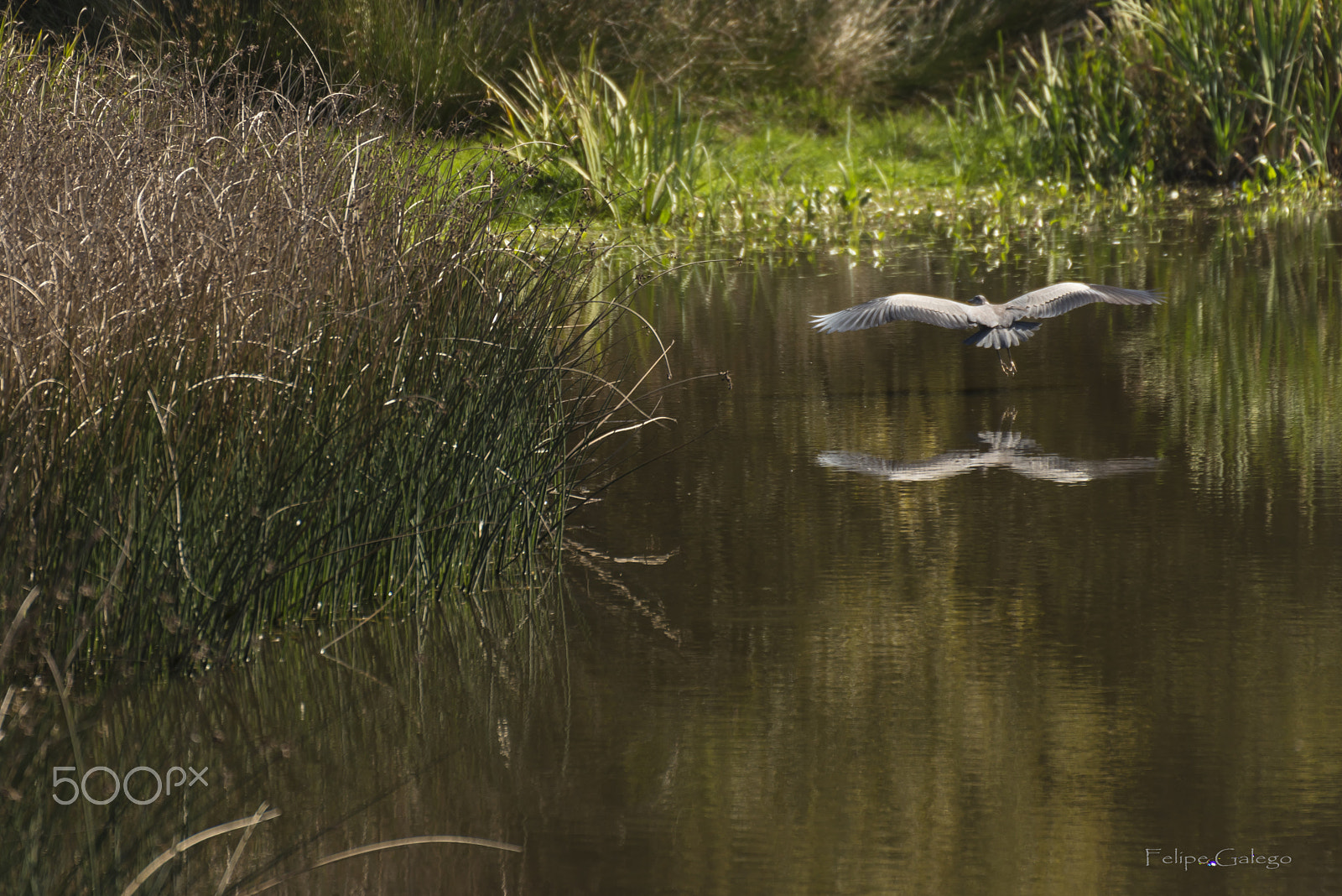 Nikon D750 sample photo. El vuelo de la garza photography