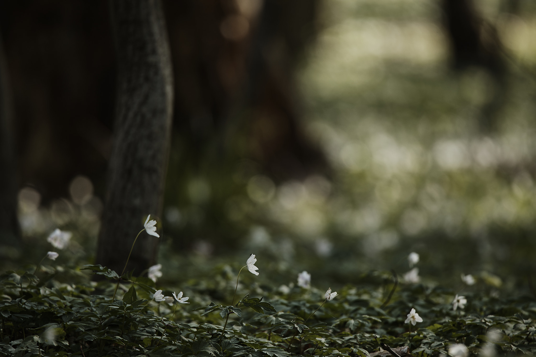 Tamron SP 150-600mm F5-6.3 Di VC USD sample photo. Spring forest photography