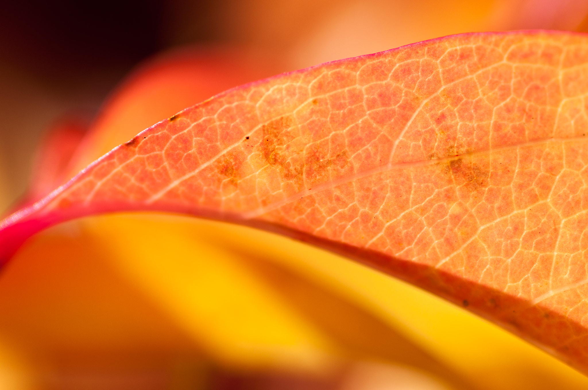 Nikon D90 + Tokina AT-X Pro 100mm F2.8 Macro sample photo. Colors of autumn photography