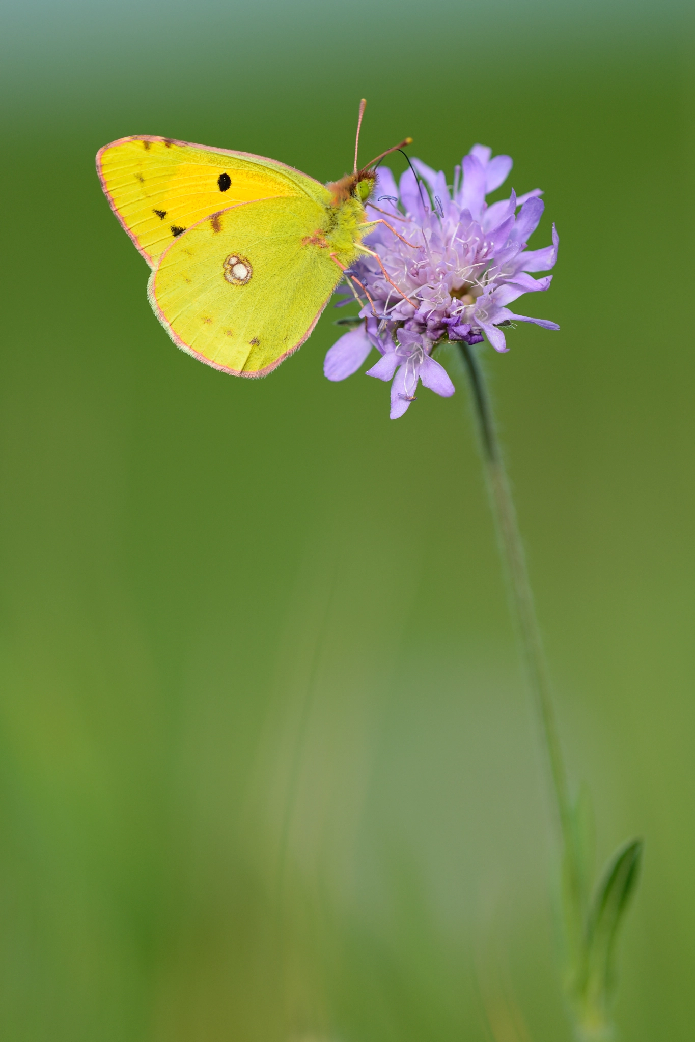 Nikon D800 + Nikon AF Micro-Nikkor 200mm F4D ED-IF sample photo. Hufeisenkleegelbling - colias australis photography