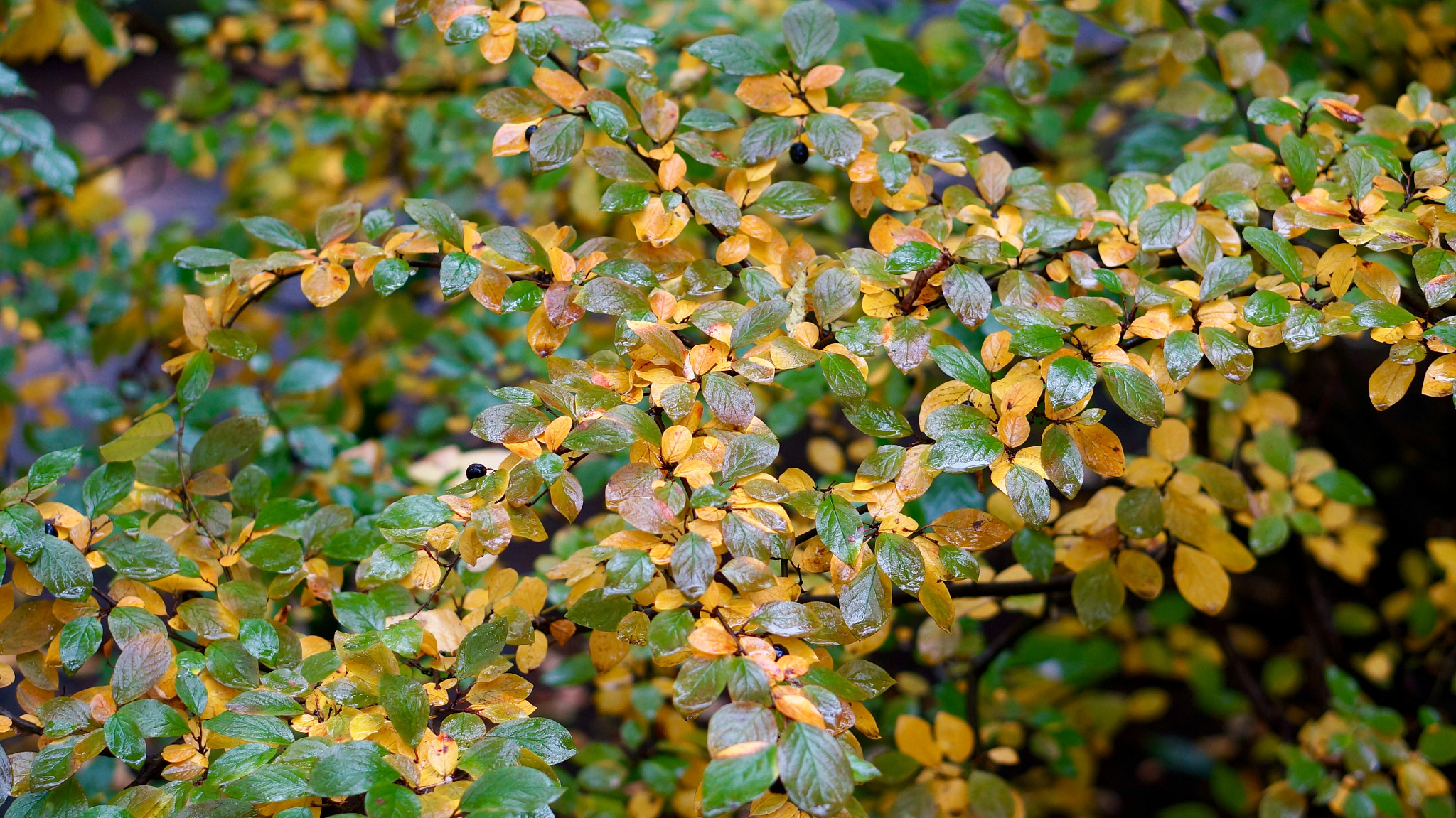 Sony Alpha NEX-6 sample photo. Colours of autumn photography