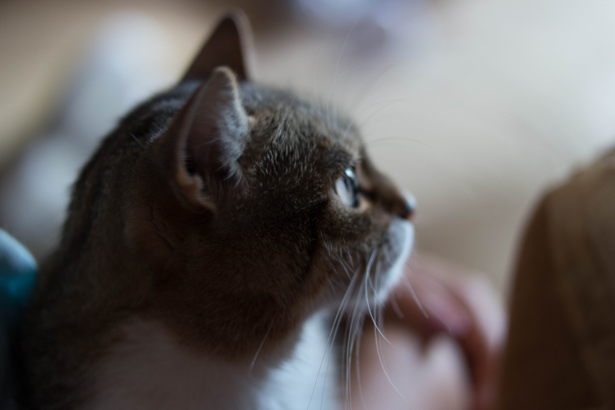 Samsung NX210 sample photo. Cat photography