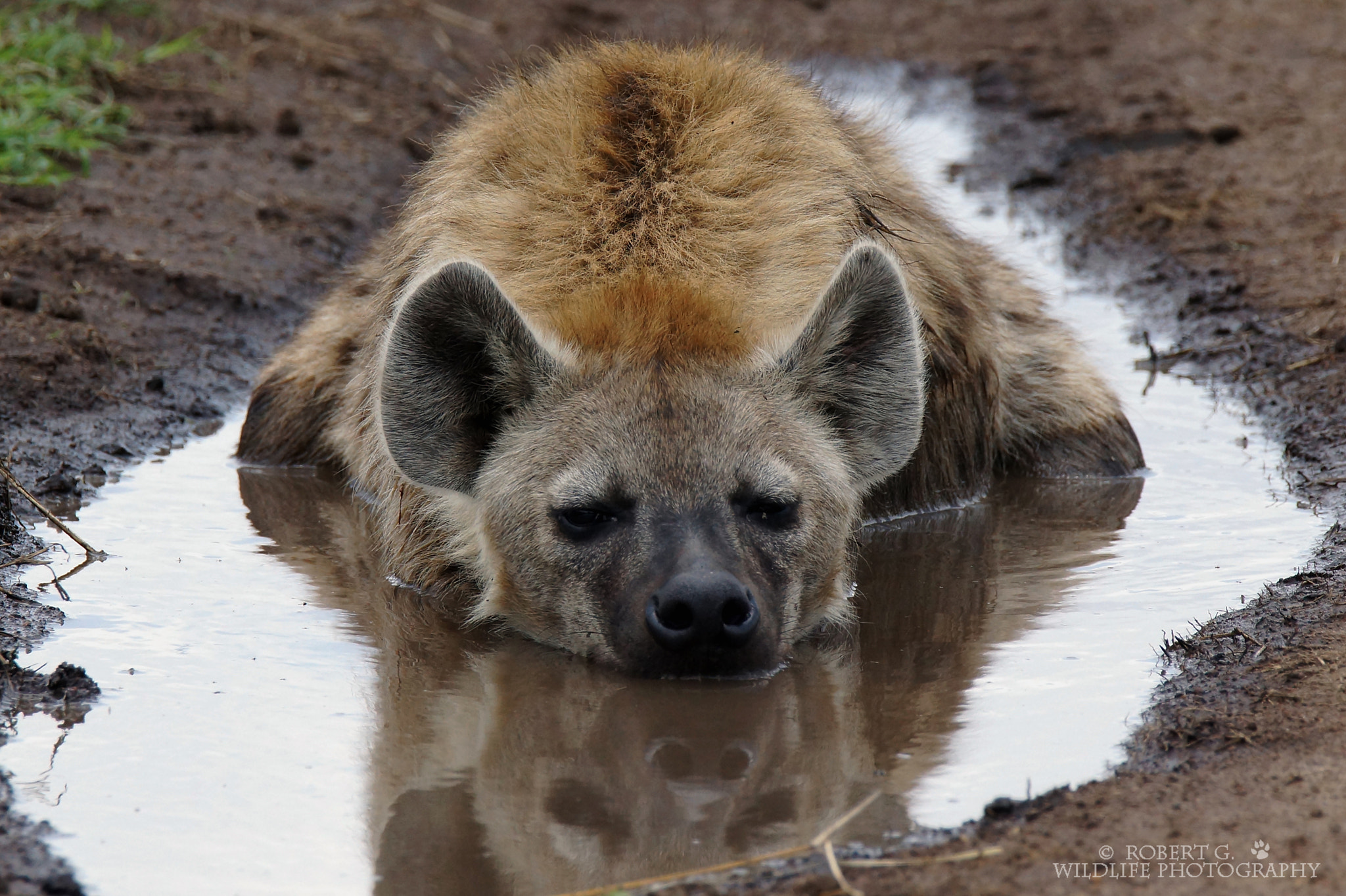 Sony SLT-A77 + Tamron SP 150-600mm F5-6.3 Di VC USD sample photo. Hyena in water 2016 photography