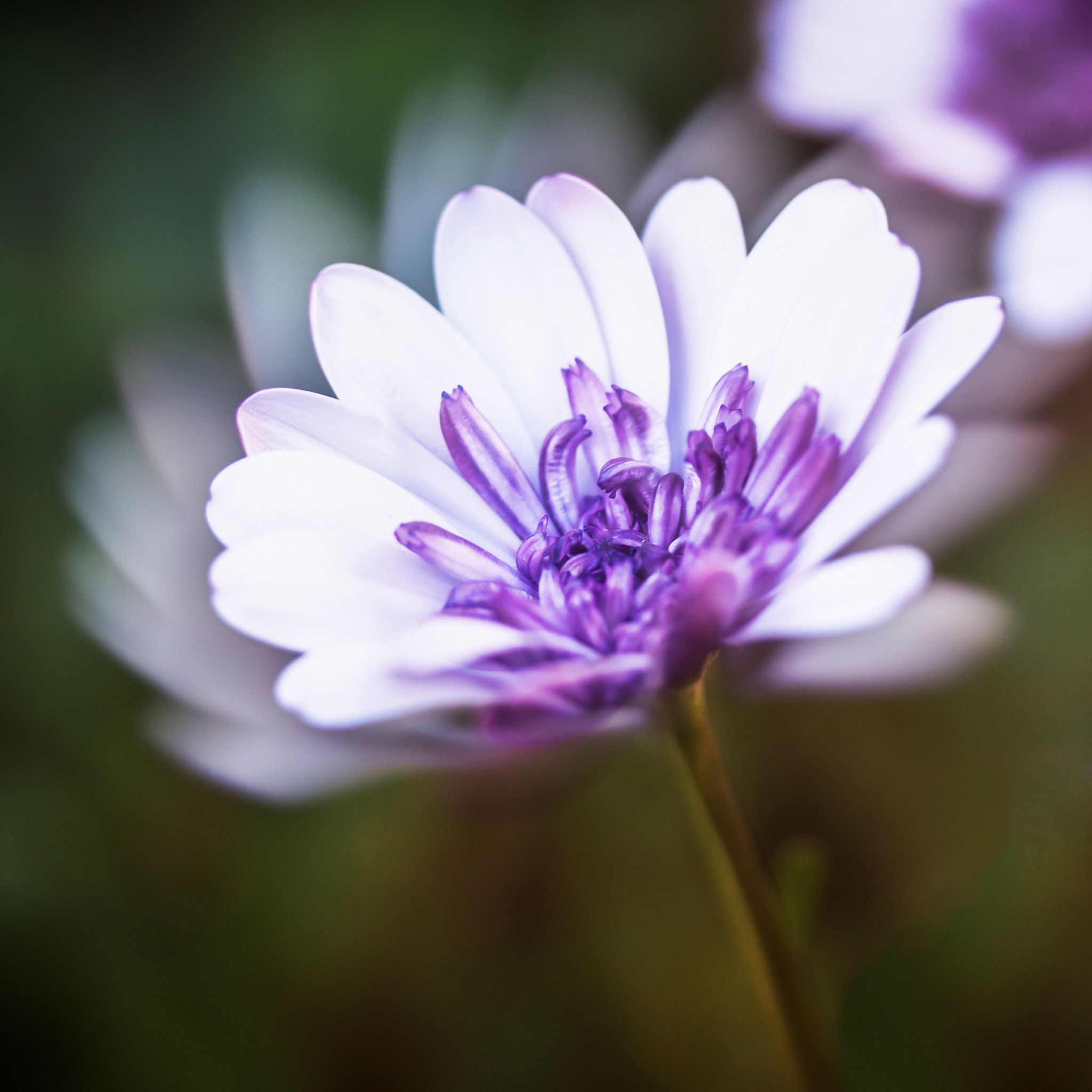 Canon EF-S 60mm F2.8 Macro USM sample photo. Flower photography