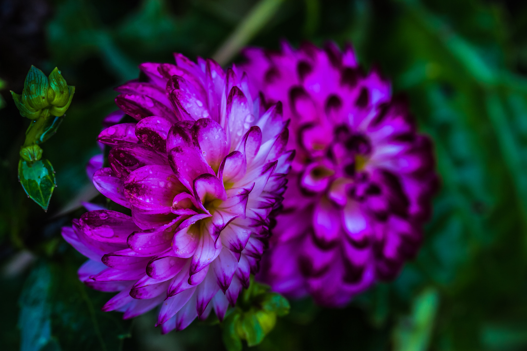 Canon EOS 7D + Canon EF 100mm F2.8L Macro IS USM sample photo. Chrysanthemum photography
