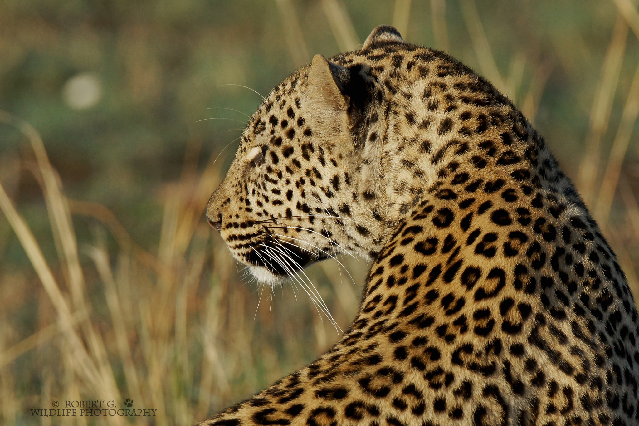 Sony SLT-A77 sample photo. Leopard in the morning 2016 photography