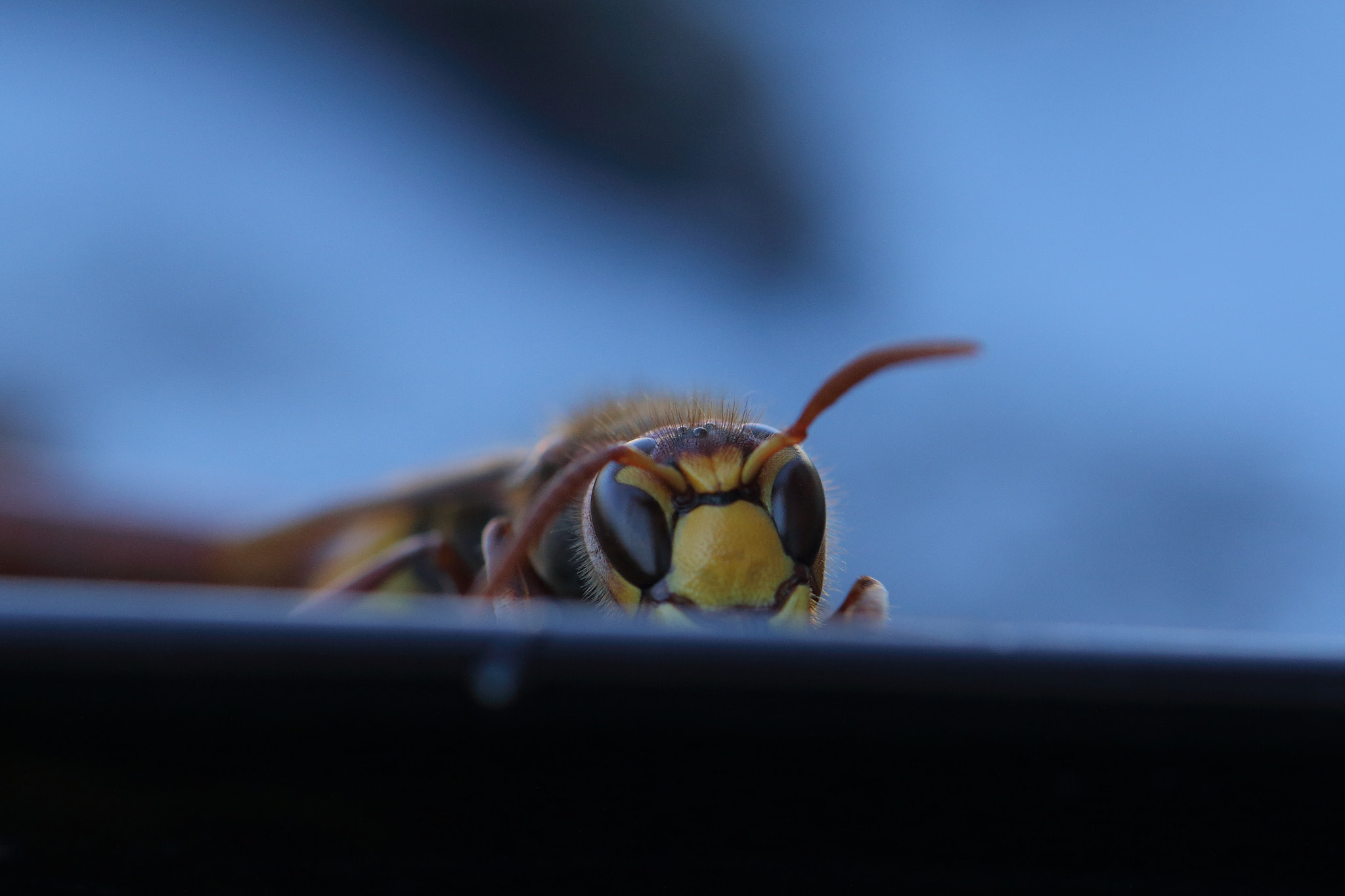 Canon EOS 70D + Canon EF 100mm F2.8L Macro IS USM sample photo. Suspicious... photography