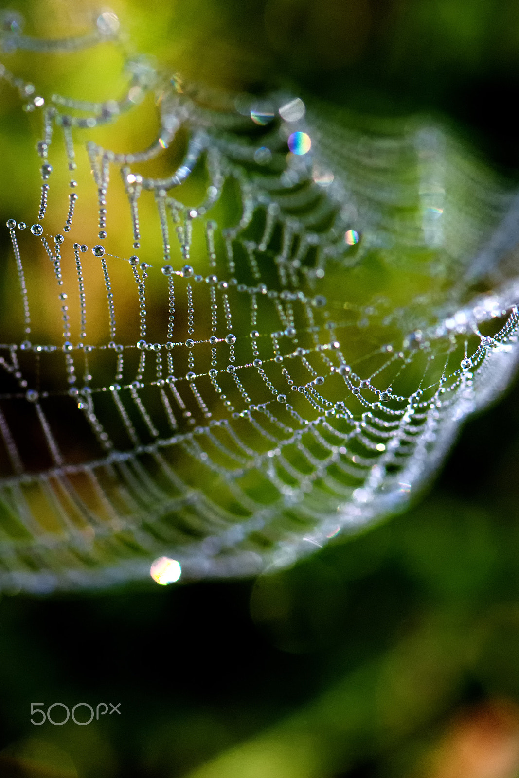 Nikon AF-S Micro-Nikkor 105mm F2.8G IF-ED VR sample photo. Attrape-gouttes iii photography