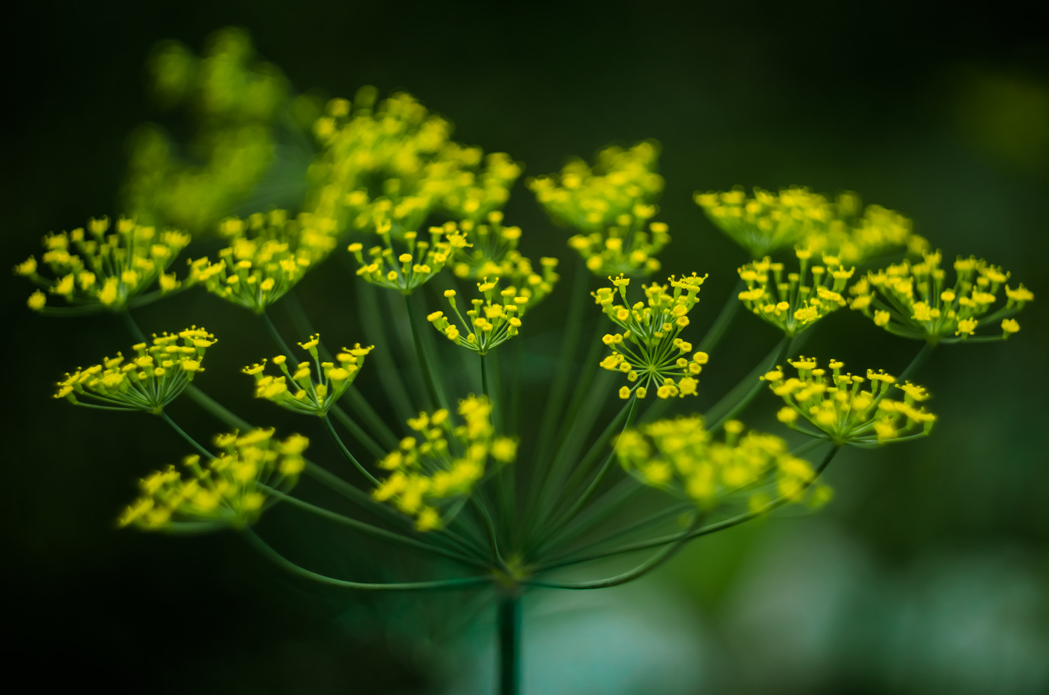 Sony SLT-A77 + Minolta AF 50mm F1.7 sample photo. Cow parsley photography