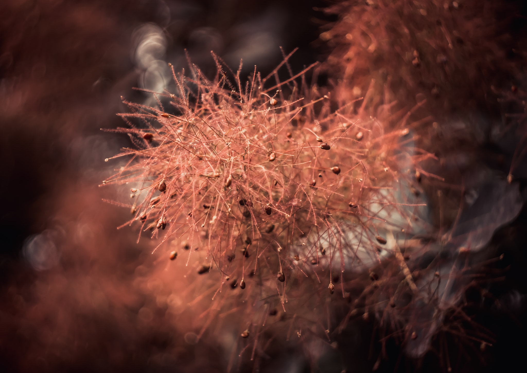 Minolta AF 50mm F1.7 sample photo. Royal purple photography
