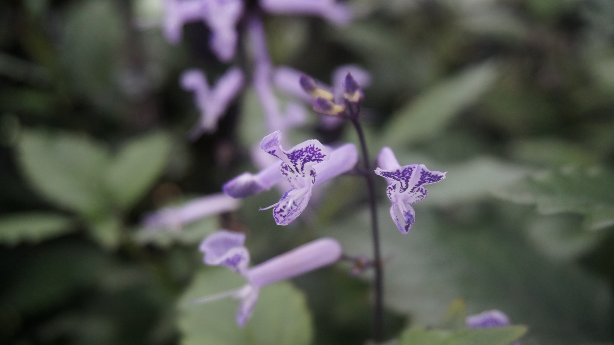Sony E 16-50mm F3.5-5.6 PZ OSS sample photo. White and purple photography