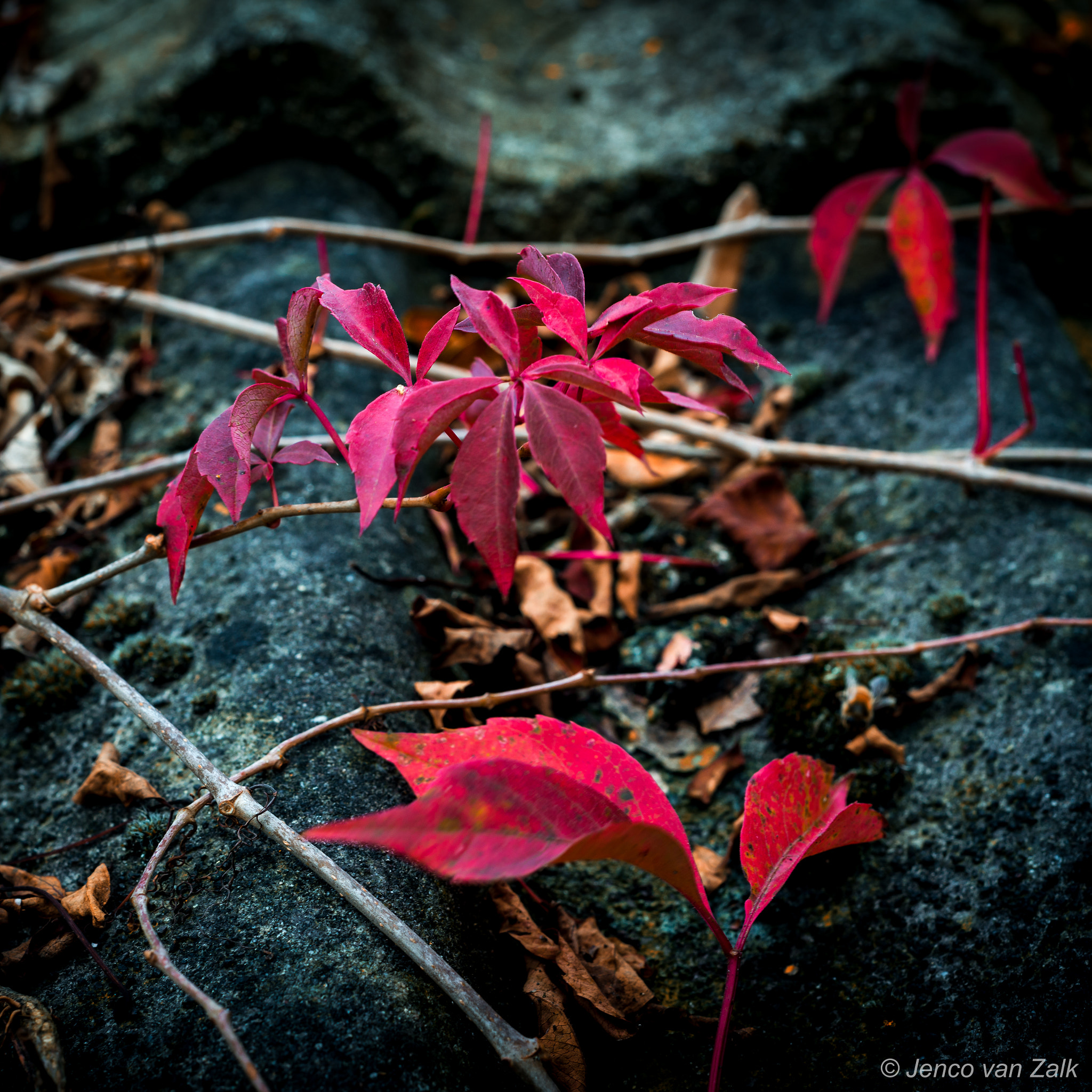 Nikon D800E + AF Nikkor 50mm f/1.8 sample photo. Autumn photography