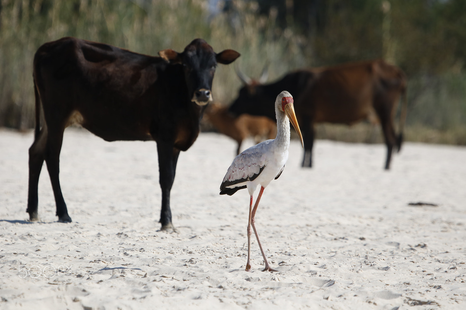Canon EF 100-400mm F4.5-5.6L IS USM sample photo. Yellow billed stork photography