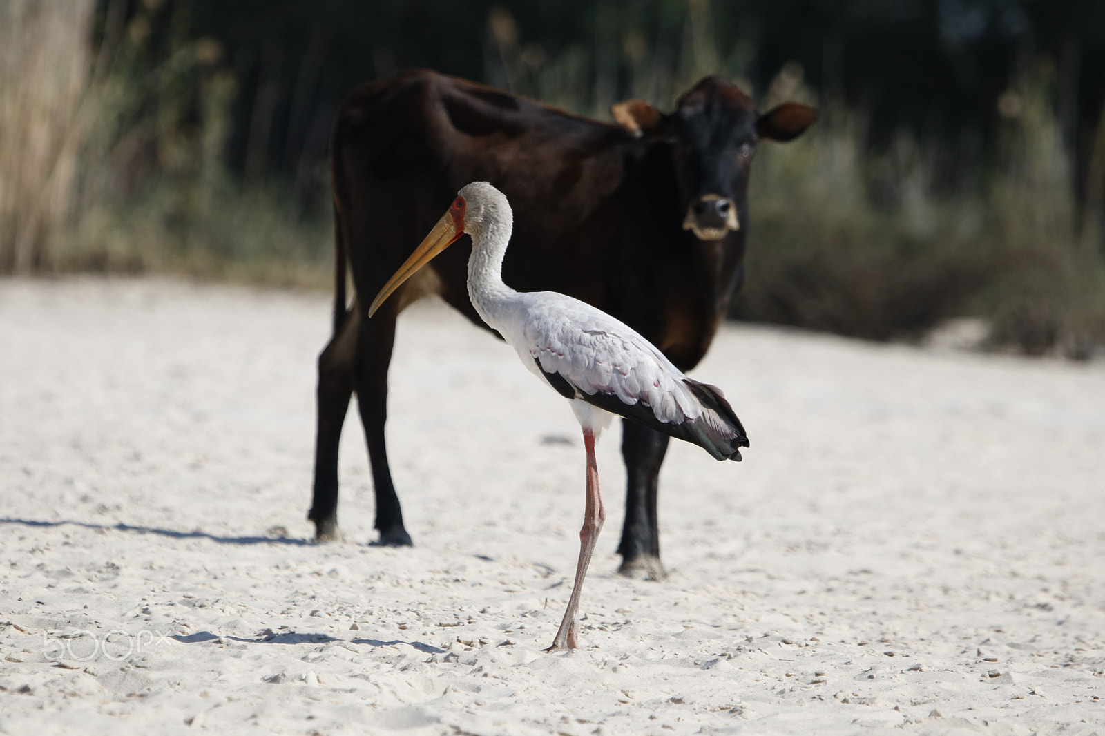 Canon EF 100-400mm F4.5-5.6L IS USM sample photo. Yellow billed stork with cow photography