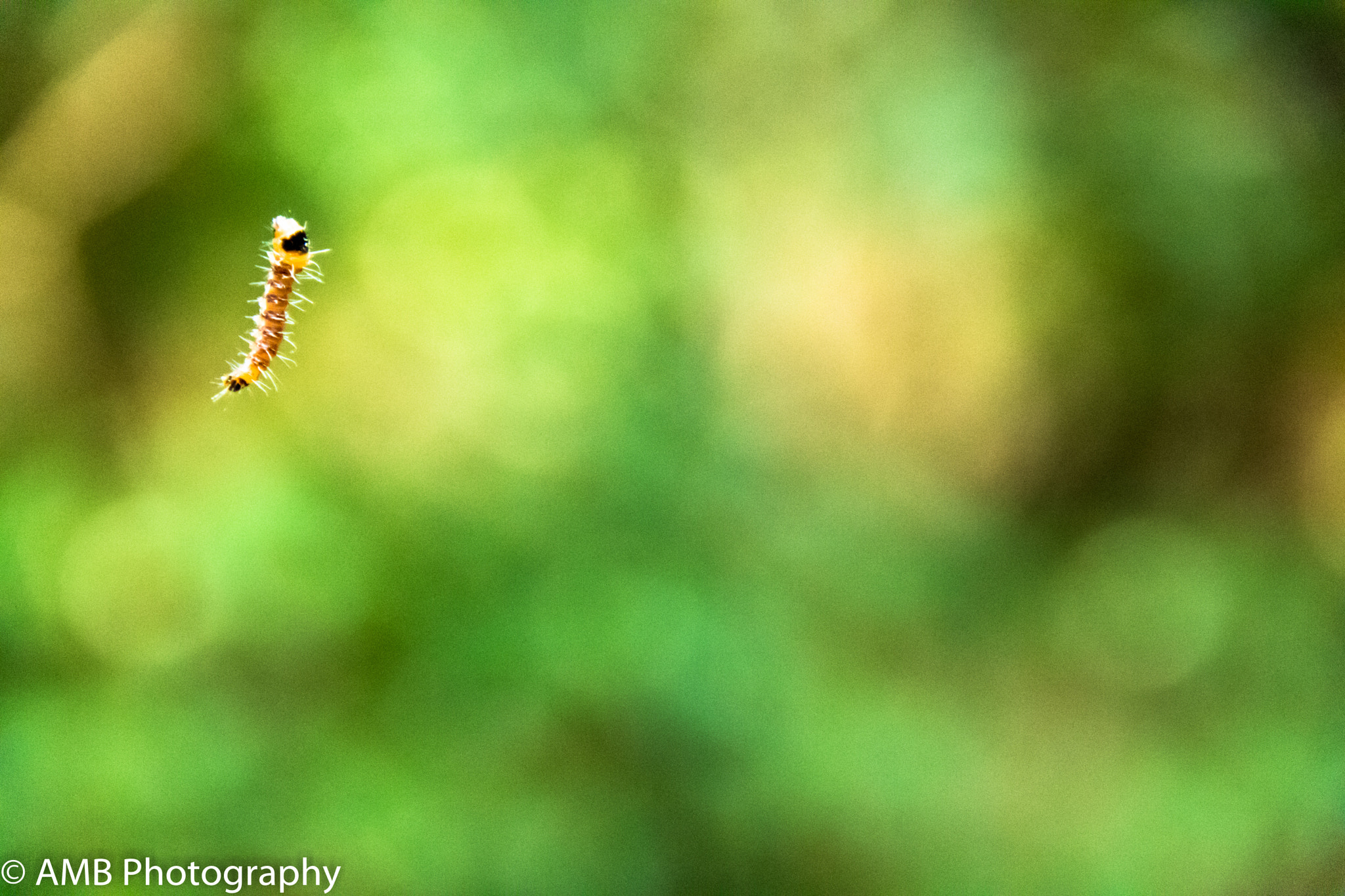 Canon EOS 750D (EOS Rebel T6i / EOS Kiss X8i) sample photo. Caterpillar cacooning photography