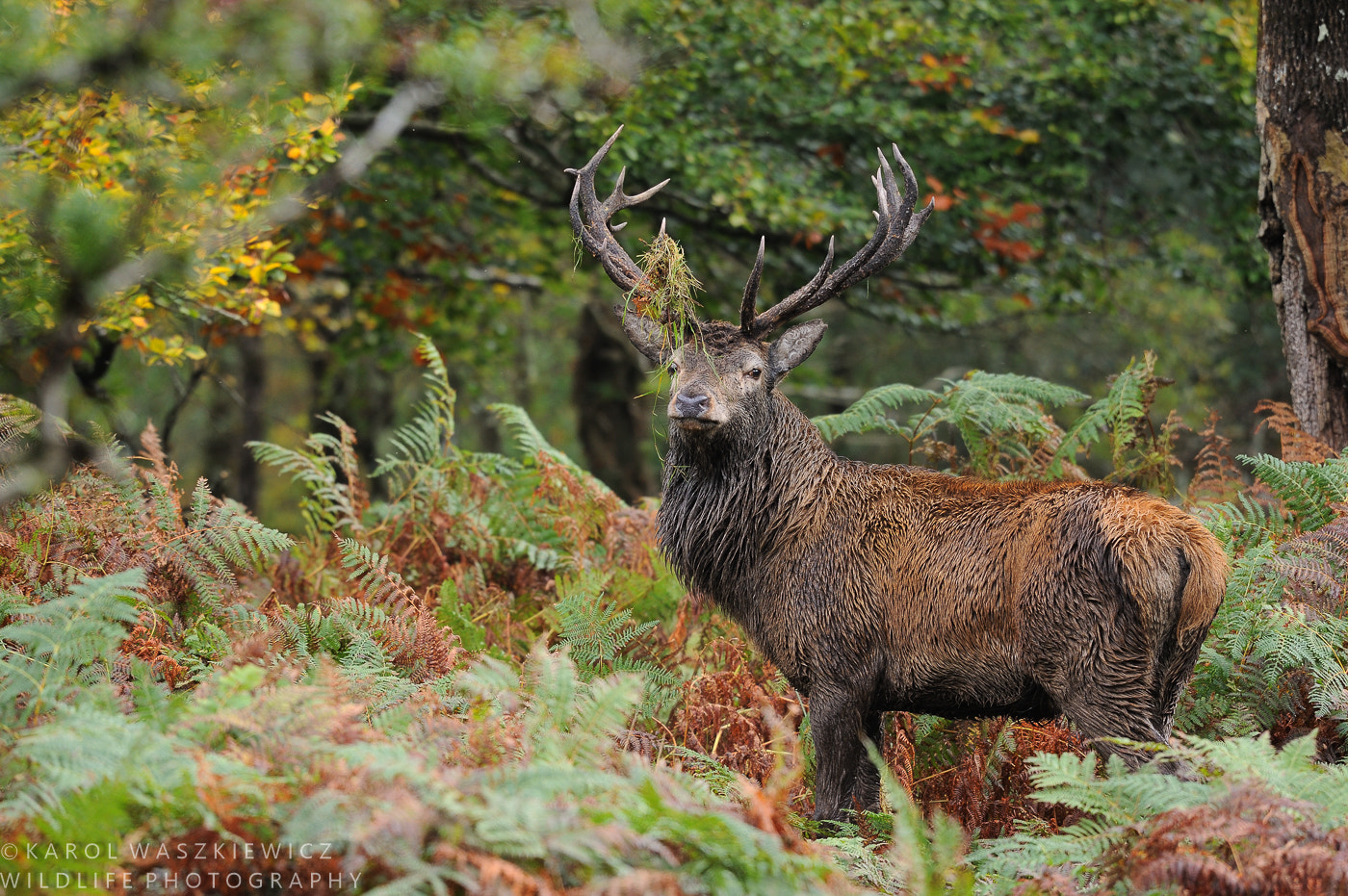 Nikon D3 sample photo. Stag from ancient forest photography