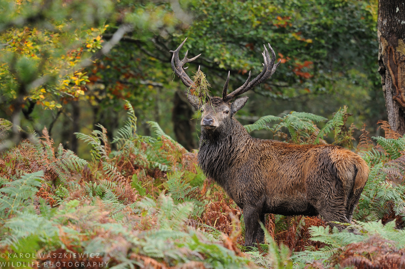 Nikon AF-S Nikkor 200-500mm F5.6E ED VR sample photo. Stag from ancient forest photography