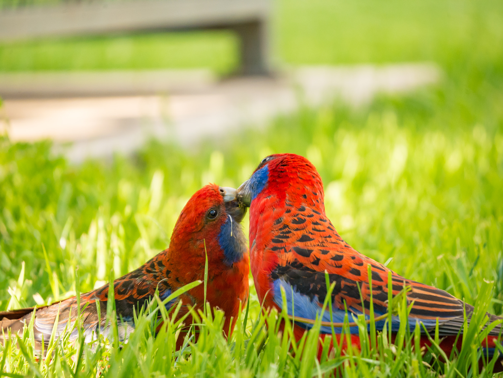 LUMIX G VARIO 45-150/F4.0-5.6 sample photo. Intimacy photography