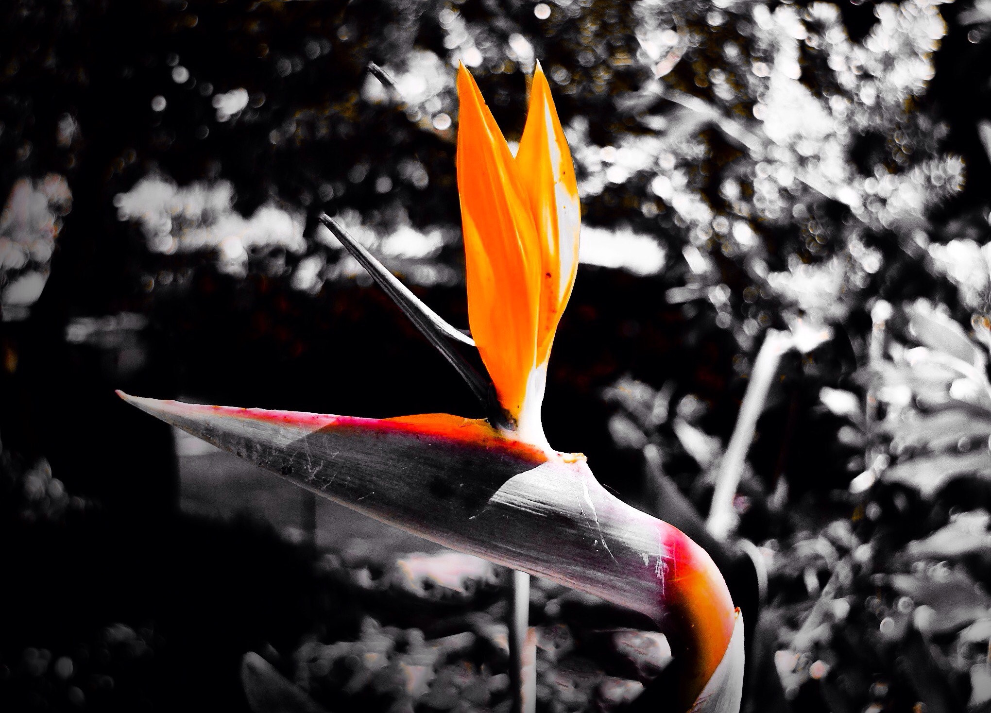 Canon EOS 50D + Canon 18-200mm sample photo. Strelitzia photography