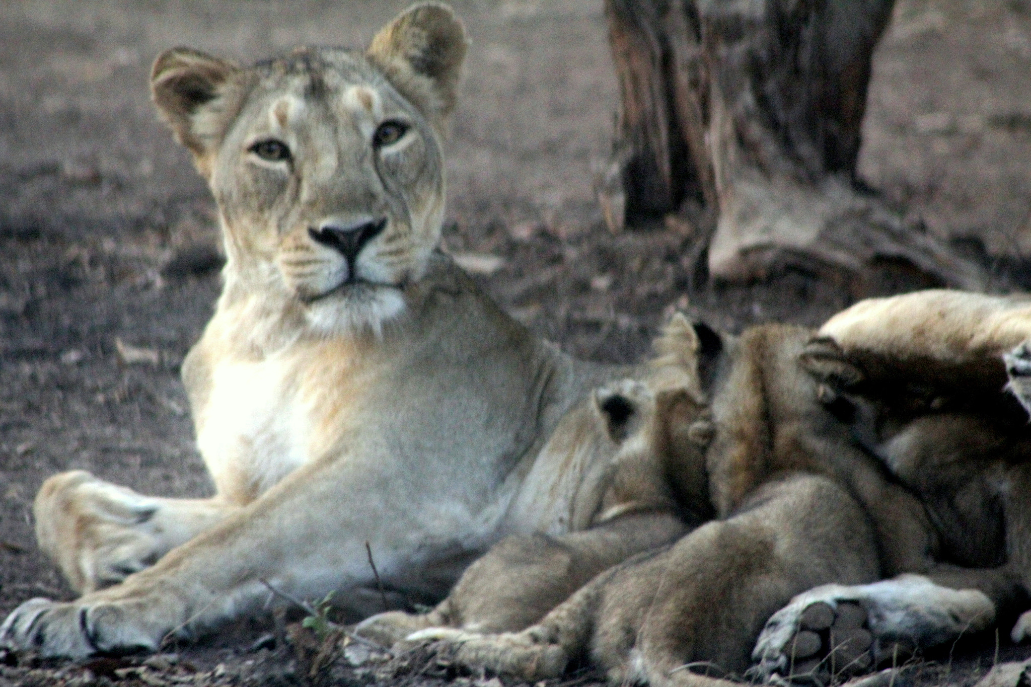 Canon EF 75-300mm f/4-5.6 USM sample photo. Asiatic lion photography