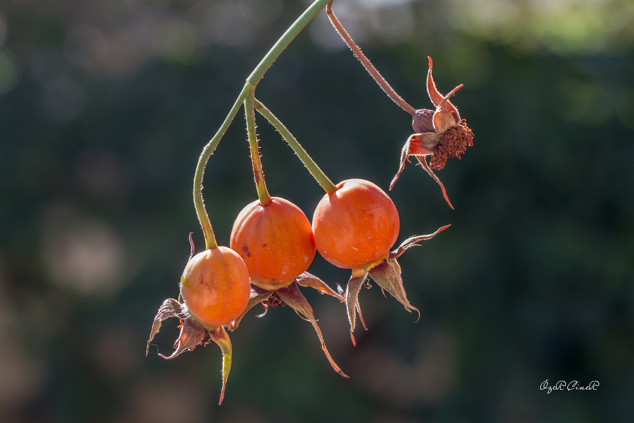 Canon EOS 7D + Canon EF 100mm F2.8L Macro IS USM sample photo. Off season photography