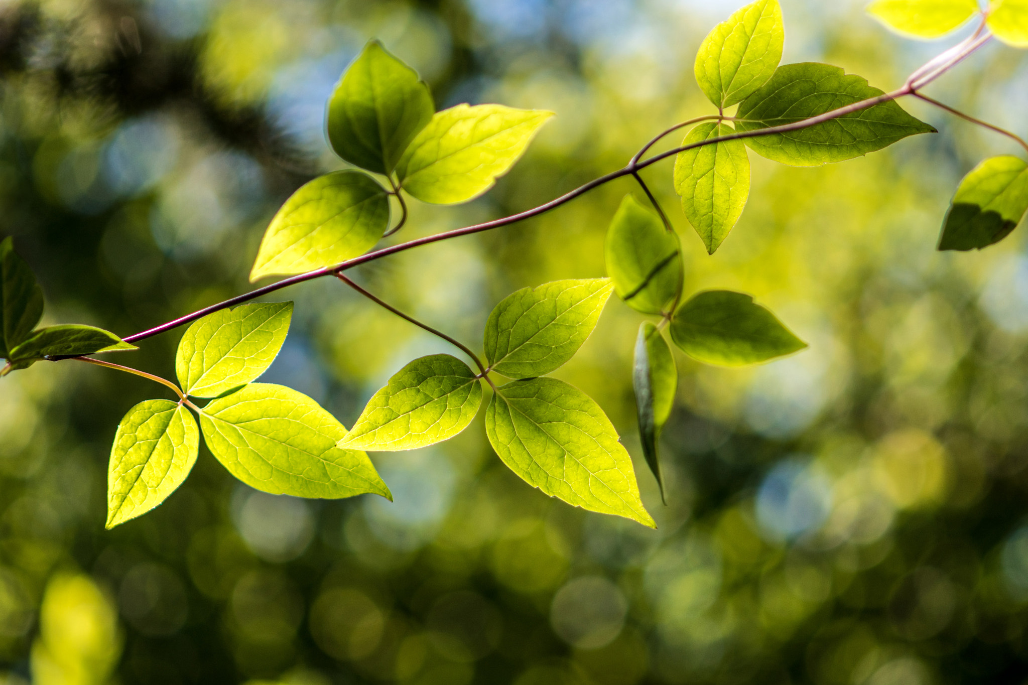 Nikon AF-S Micro-Nikkor 105mm F2.8G IF-ED VR sample photo. Simply green photography