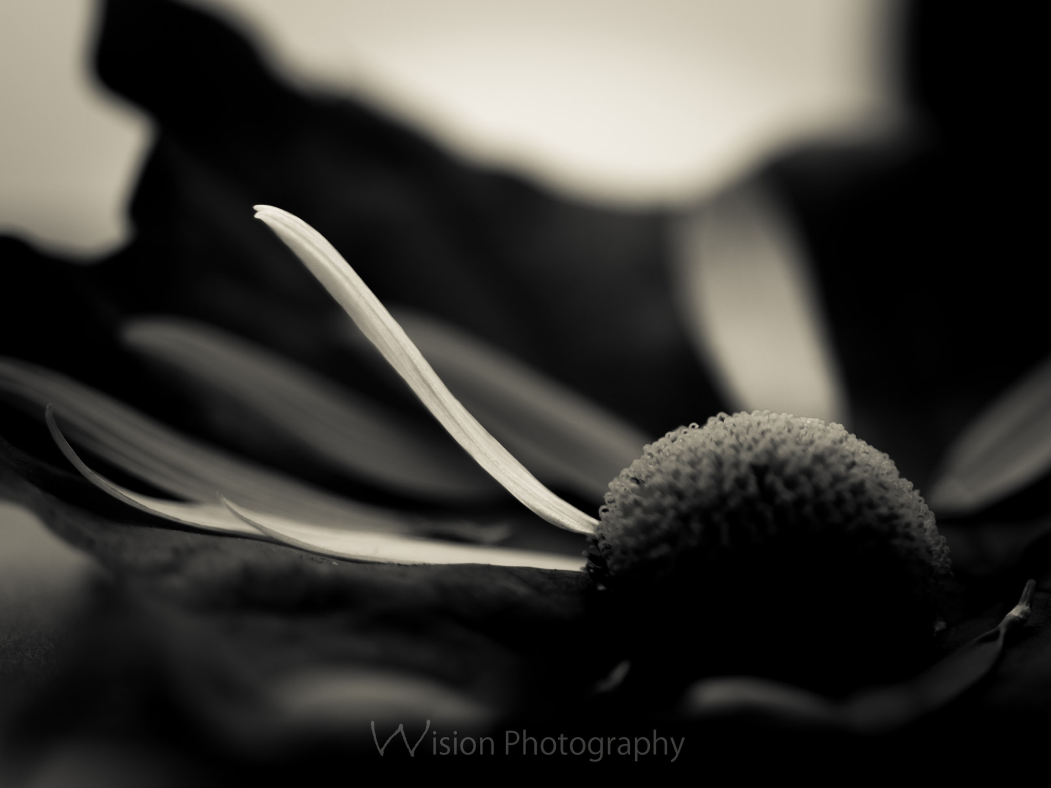 Sigma 150mm F2.8 EX DG Macro HSM sample photo. No more questions left to ask but this photography
