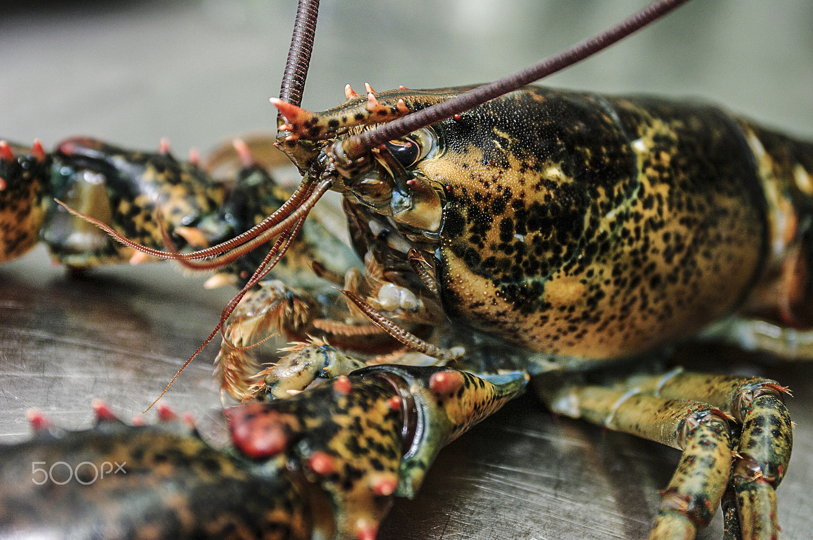 Pentax K20D sample photo. Fresh lobster photography