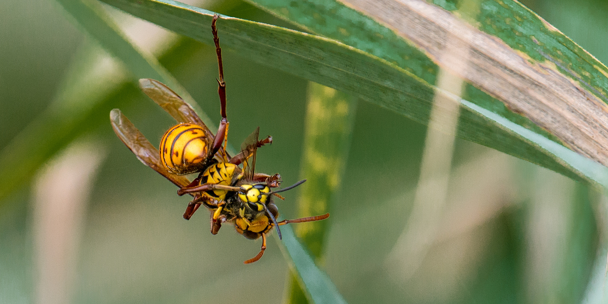 Nikon D800E + Nikon AF-S Nikkor 500mm F4G ED VR sample photo. Food photography