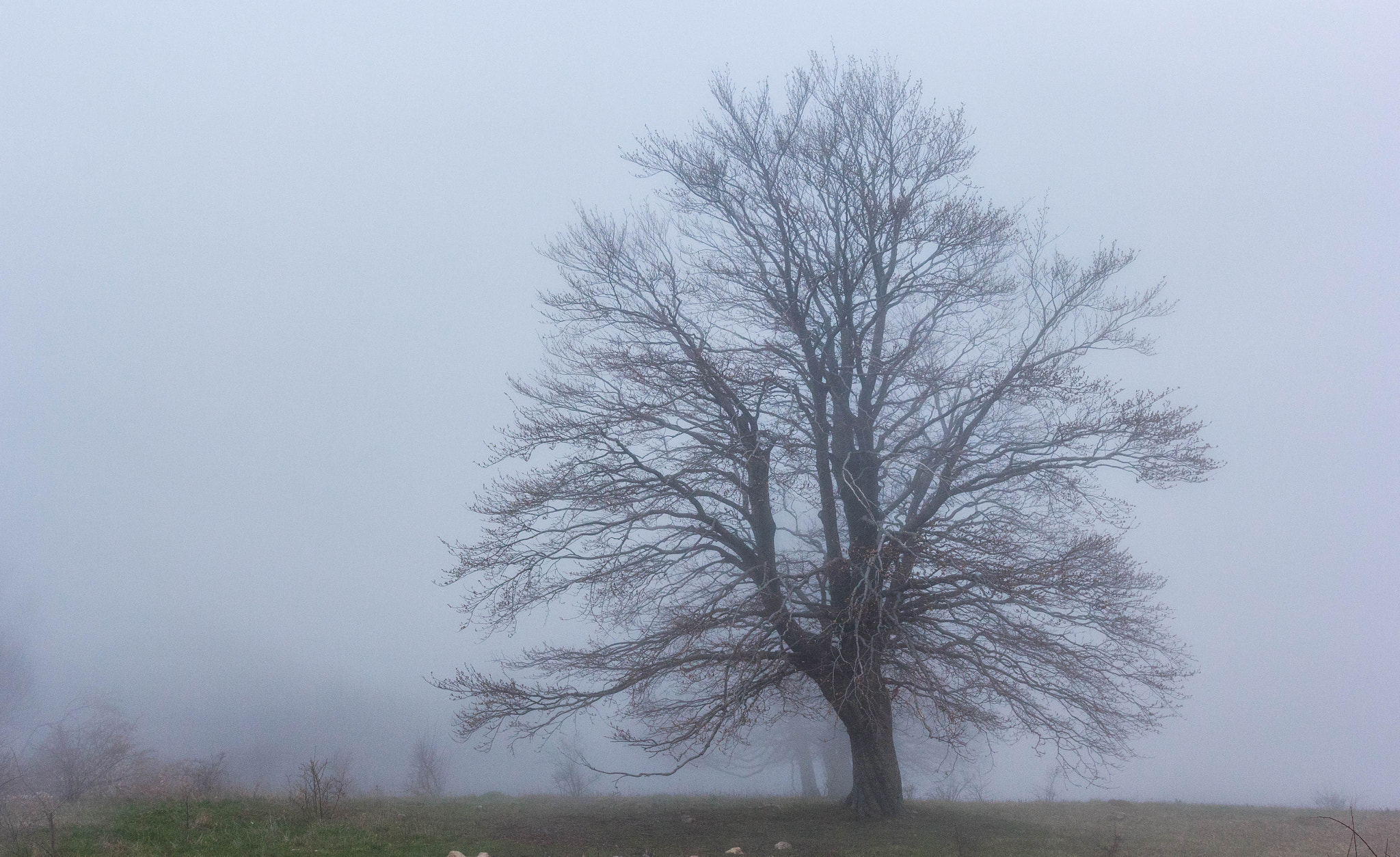 Sigma 18-35mm f/1.8 DC HSM sample photo. Foggy forest photography