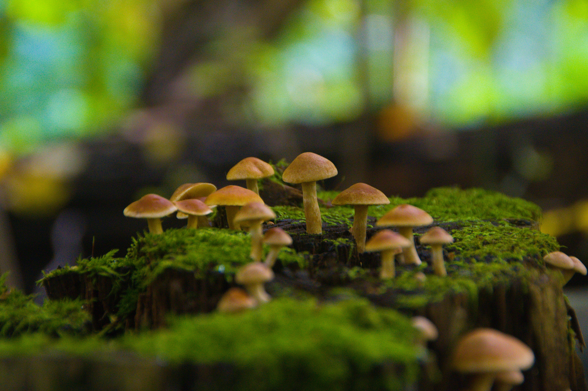 Nikon D3100 sample photo. Mushrooms photography