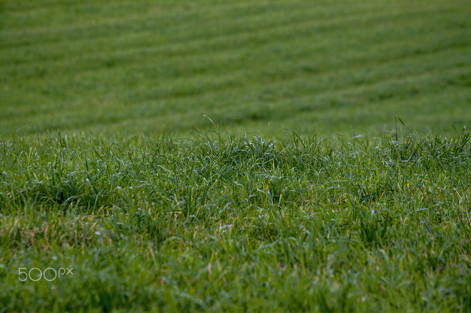 Canon EF-S 55-250mm F4-5.6 IS sample photo. Grassland photography