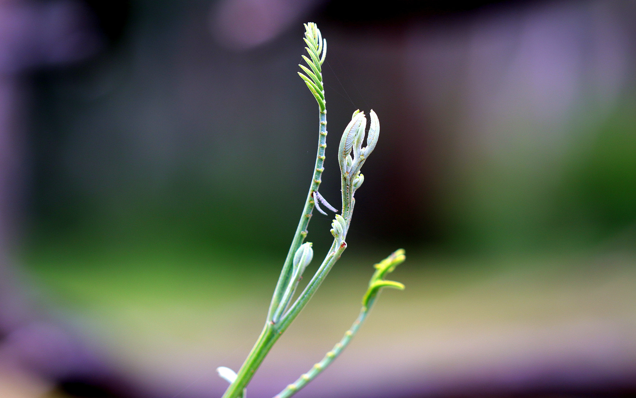 Canon EF 100mm F2.8 Macro USM sample photo. Img photography