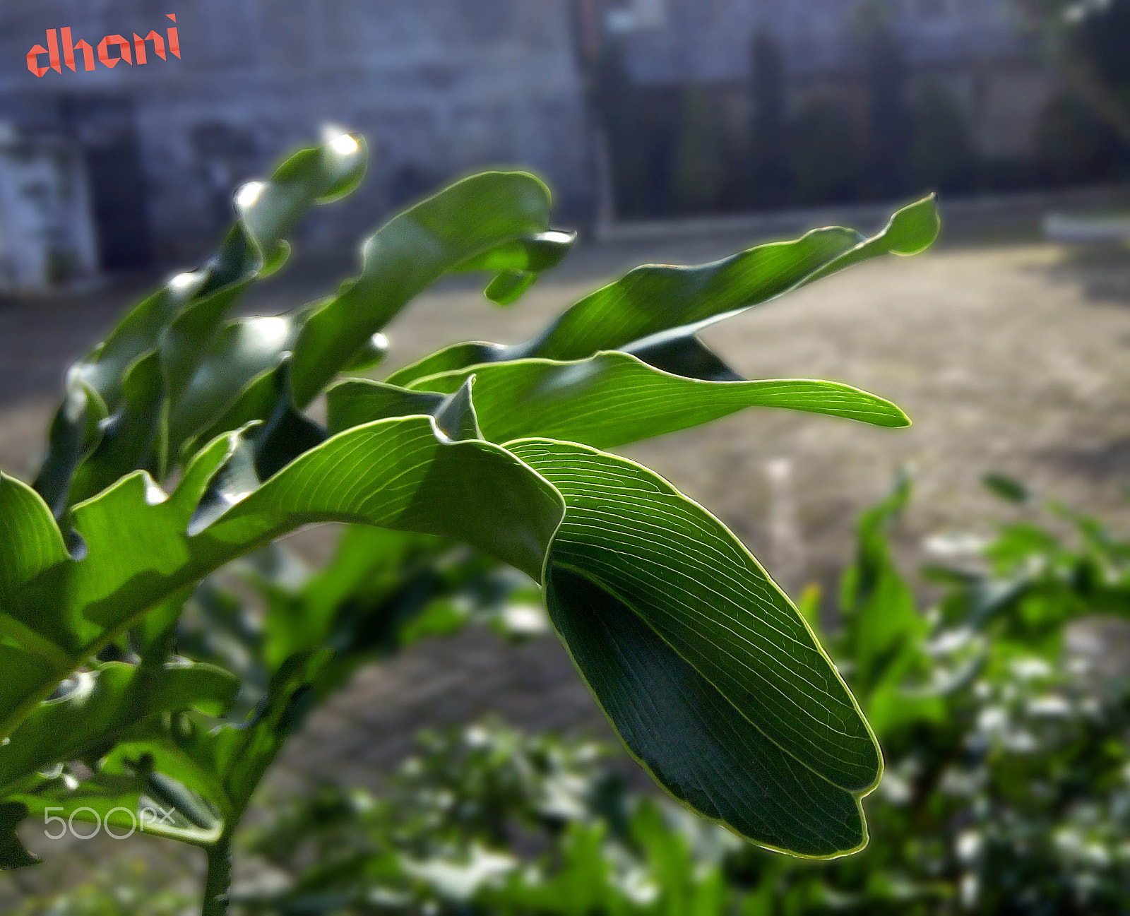 Infinix HOT S sample photo. Nature shot photography