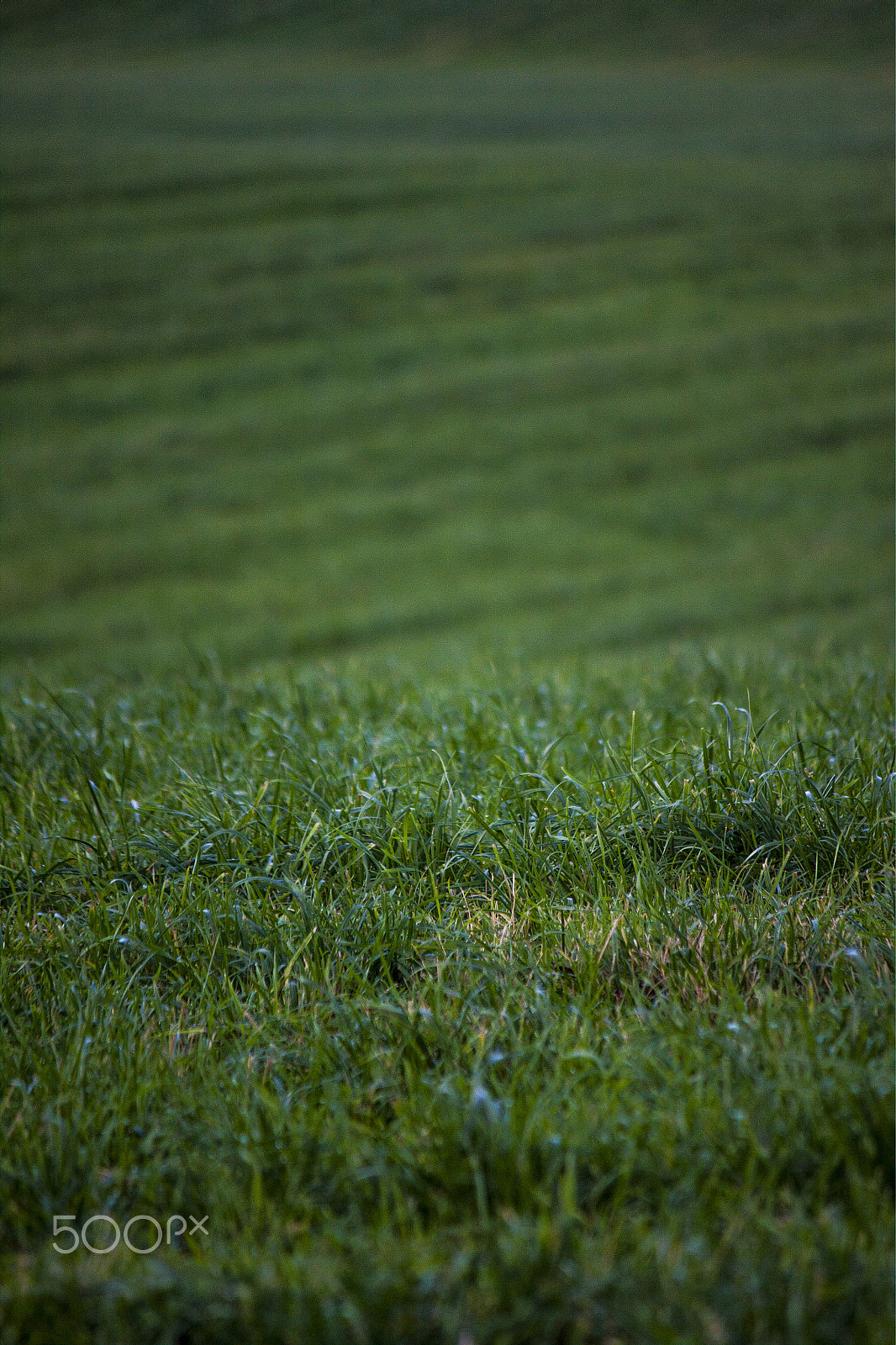 Canon EF-S 55-250mm F4-5.6 IS sample photo. Grass photography