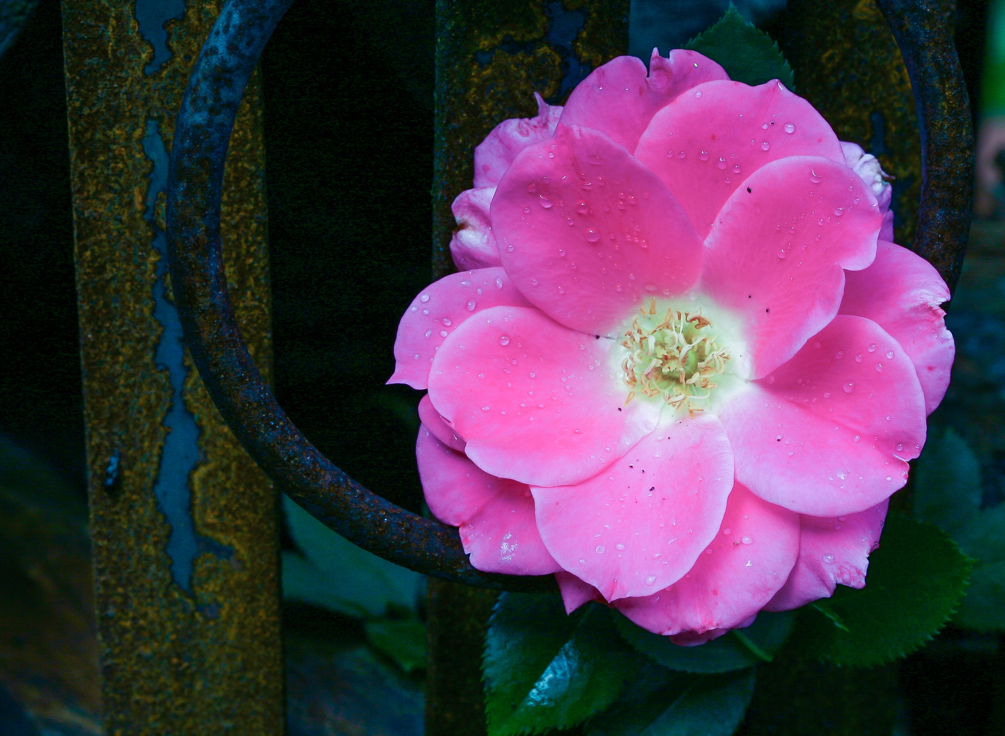 Canon EF 100mm F2.8 Macro USM sample photo. Rose & rust photography