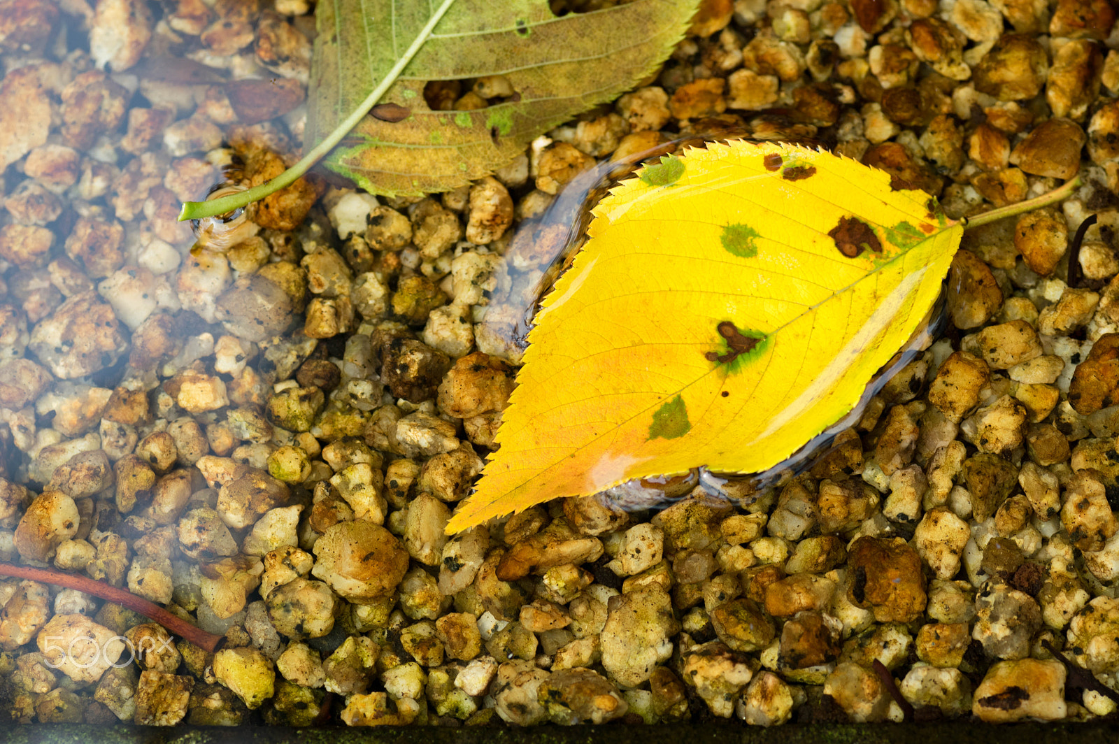 Pentax K-3 sample photo. Signs of autumn photography