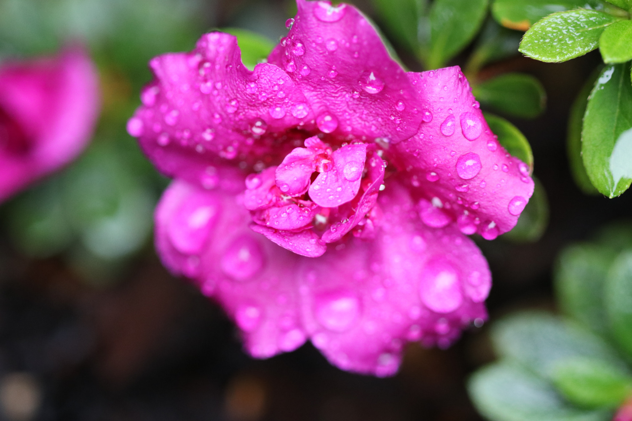 Canon EF 100mm F2.8 Macro USM sample photo. Azalea photography