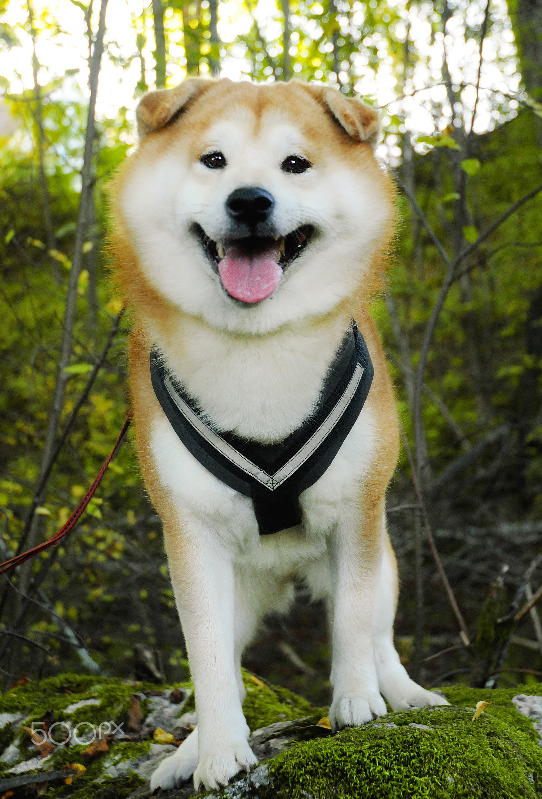 Nikon D300S sample photo. Yoshi - the shiba inu photography