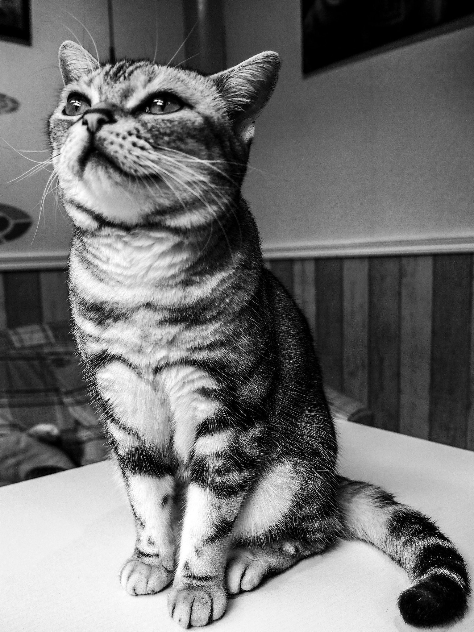 Olympus OM-D E-M5 sample photo. Cat photography
