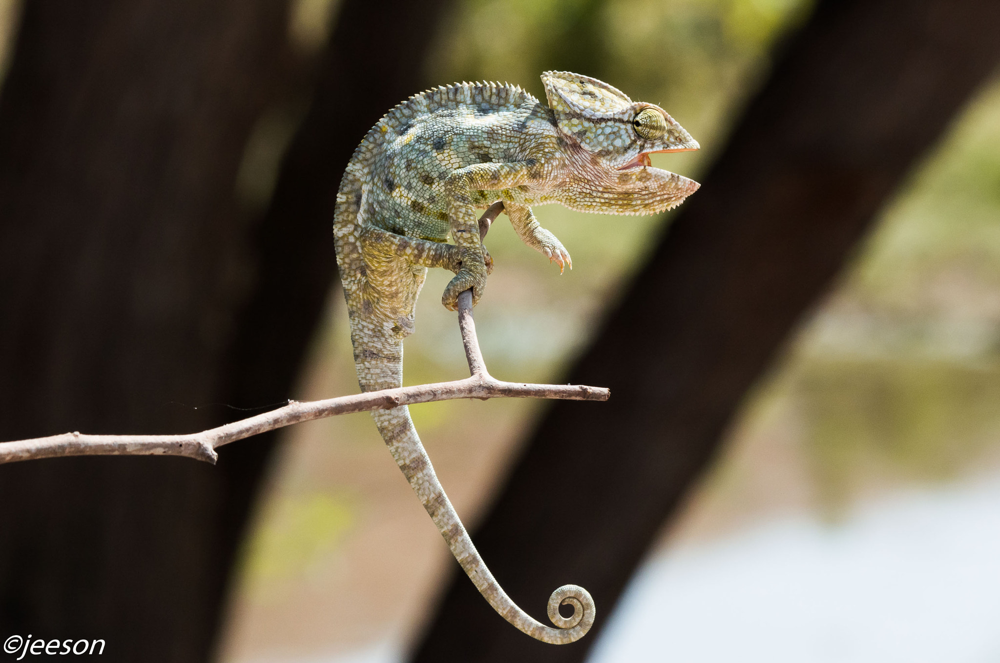Nikon AF-S Nikkor 200-500mm F5.6E ED VR sample photo. Dsc photography