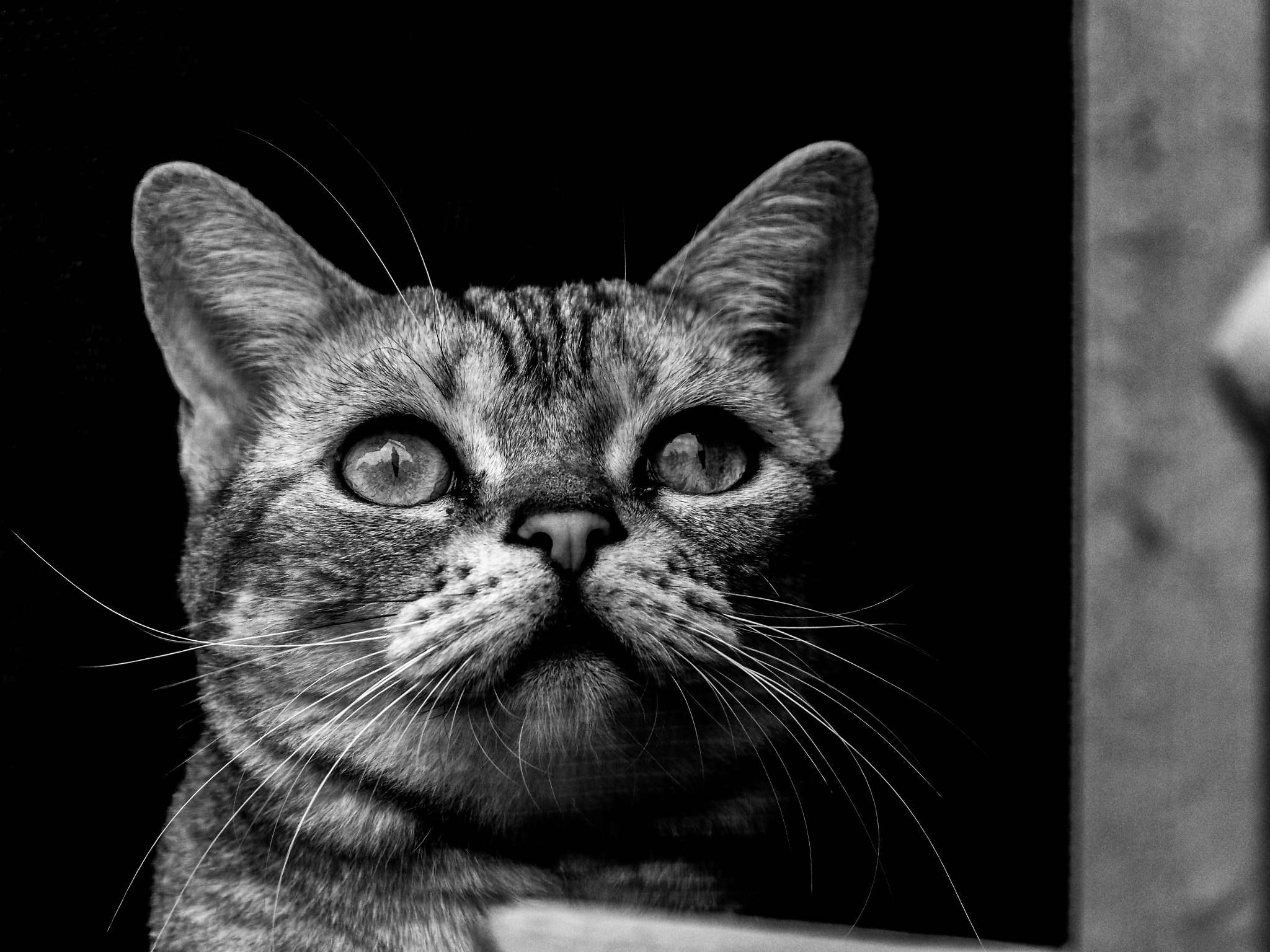 Olympus OM-D E-M5 sample photo. Cat photography