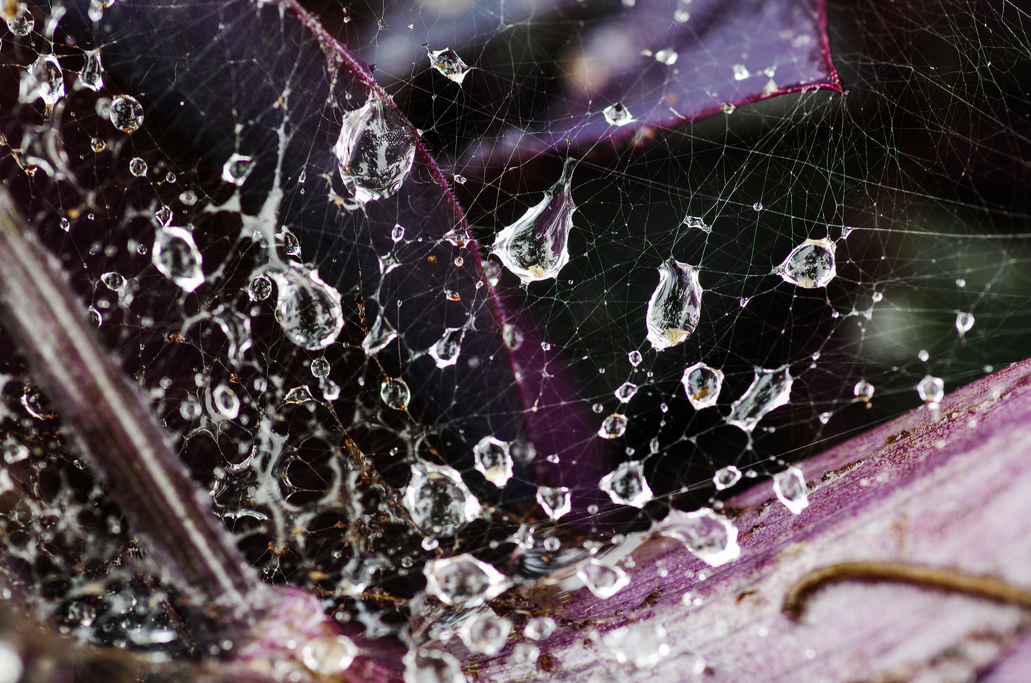 Pentax smc D-FA 100mm F2.8 Macro WR sample photo. Autumn - drops photography