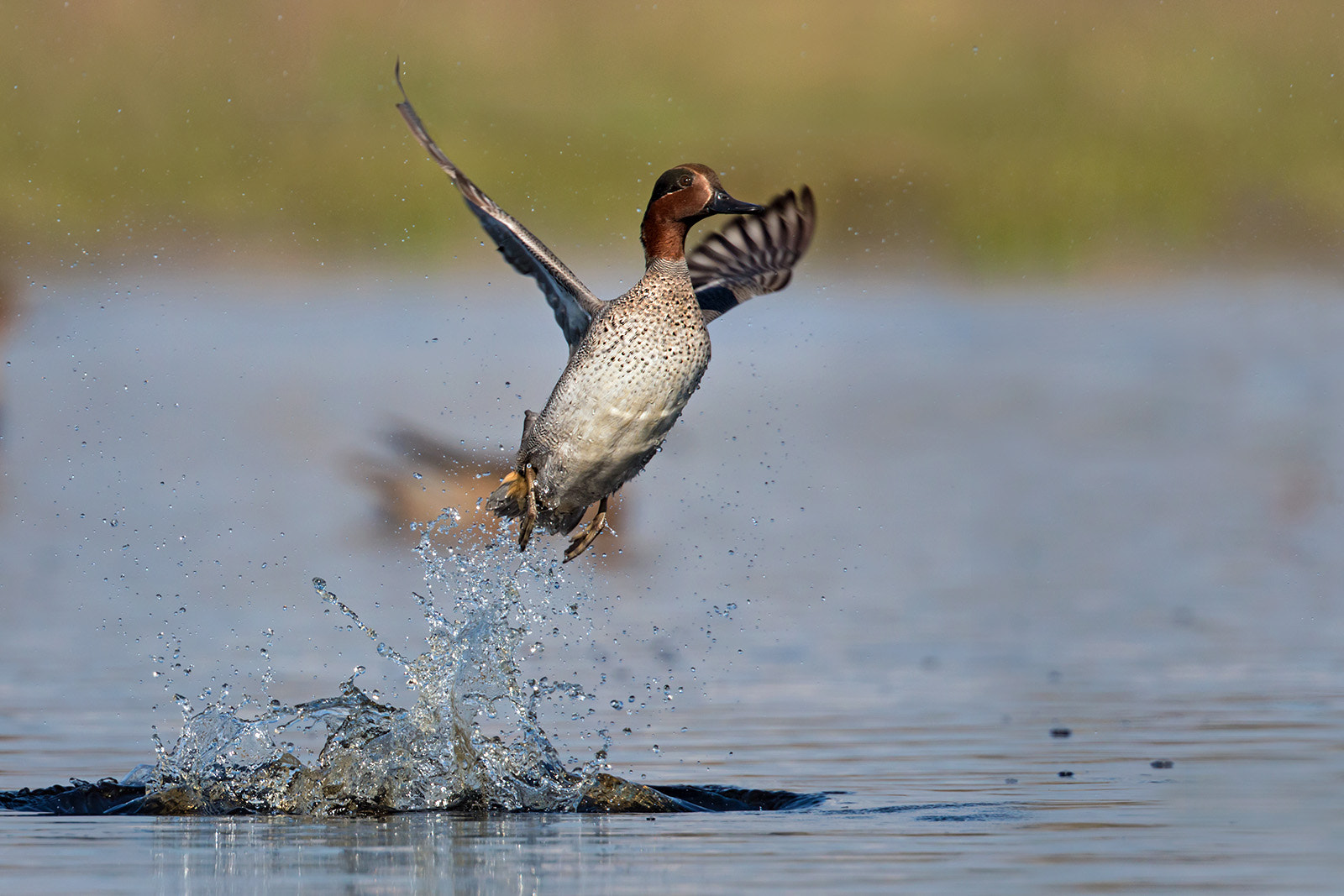 Canon EF 300mm F2.8L IS II USM sample photo. Taking off photography